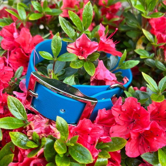 Turquoise waterproof collar