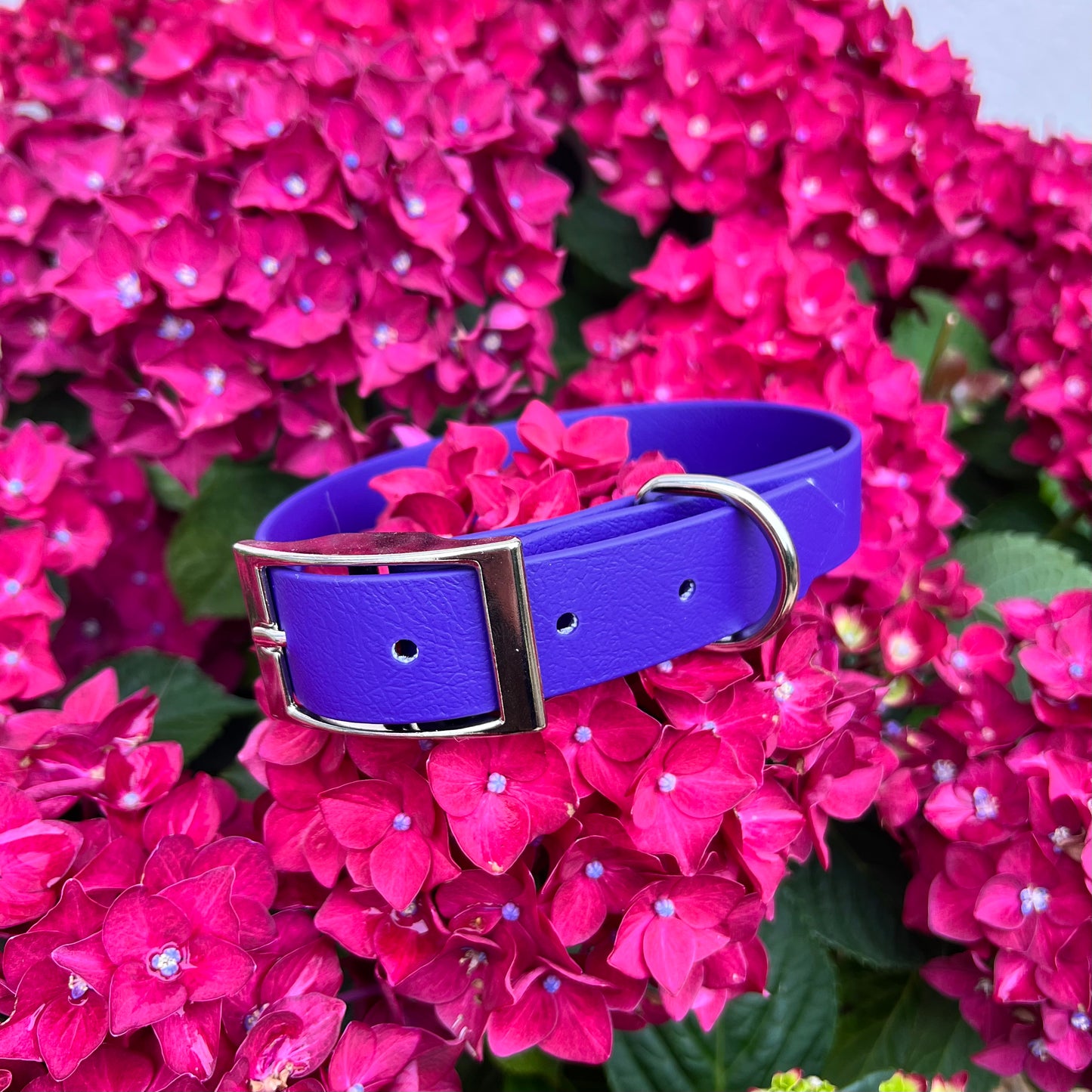 Violet Waterproof Collars