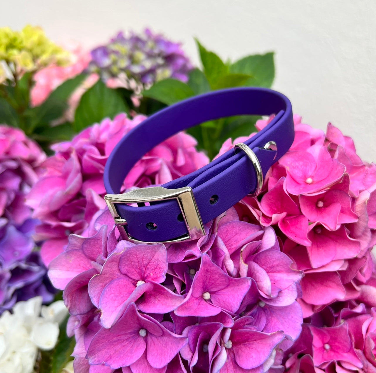 Violet Waterproof Collars